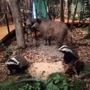 Wycieczka do Centrum Edukacji Leśnej w Celestynowie 18.11.2019 r.